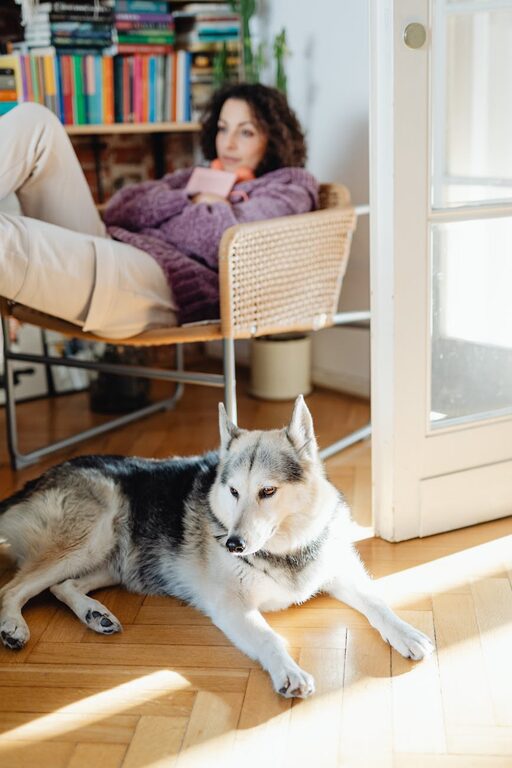 Evde Evcil Hayvan Dostu Köşe Nasıl Kurulur?